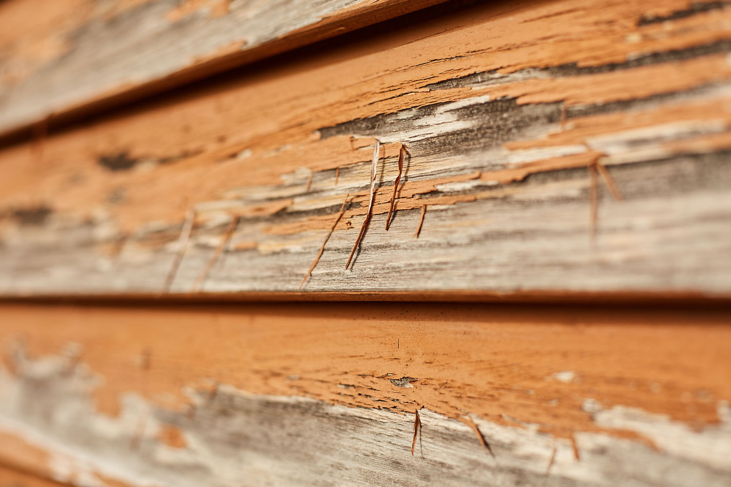 wood-rot-resized